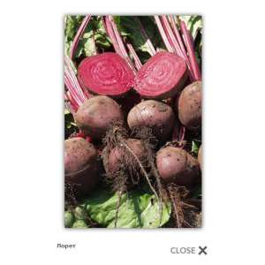 Лоретт - буряк столовий, 10кг насіння, Tezier (Тезіер) Франція фото, цiна